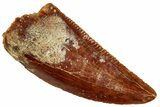 Serrated Raptor Tooth - Real Dinosaur Tooth #297564-1